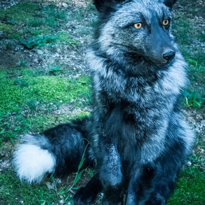 May include: A silver fox with black fur and white tipped tail sits on a bed of green moss. The fox has bright yellow eyes and a black nose. The image is titled "Found Feather Farm".