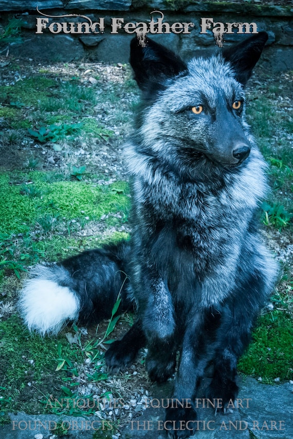 A Stunning Silver Fox Taxidermy Mount with Mesmerizing Golden Brown Eyes