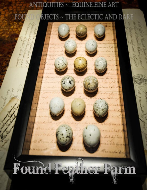 Shadowbox with Natural Blown Eggs in Natural and Azure Colors