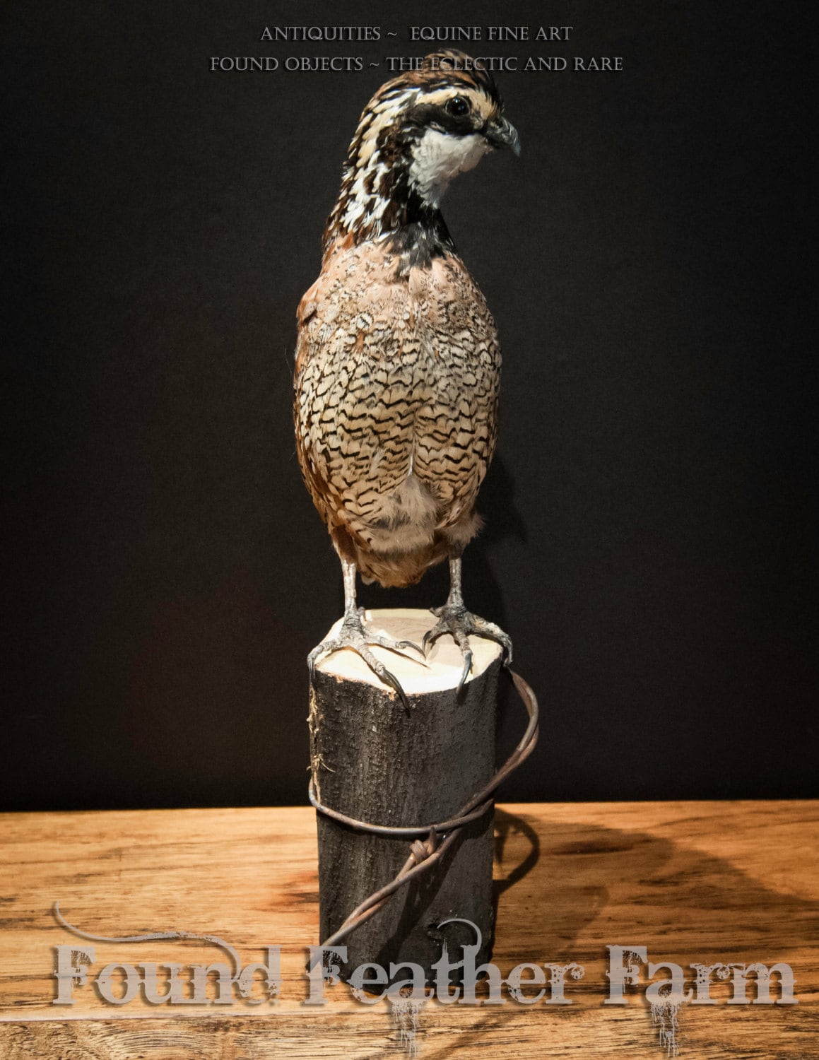 Taxidermy Bob White Quail Specimen on a Wooden Fence Post with Barbed Wire