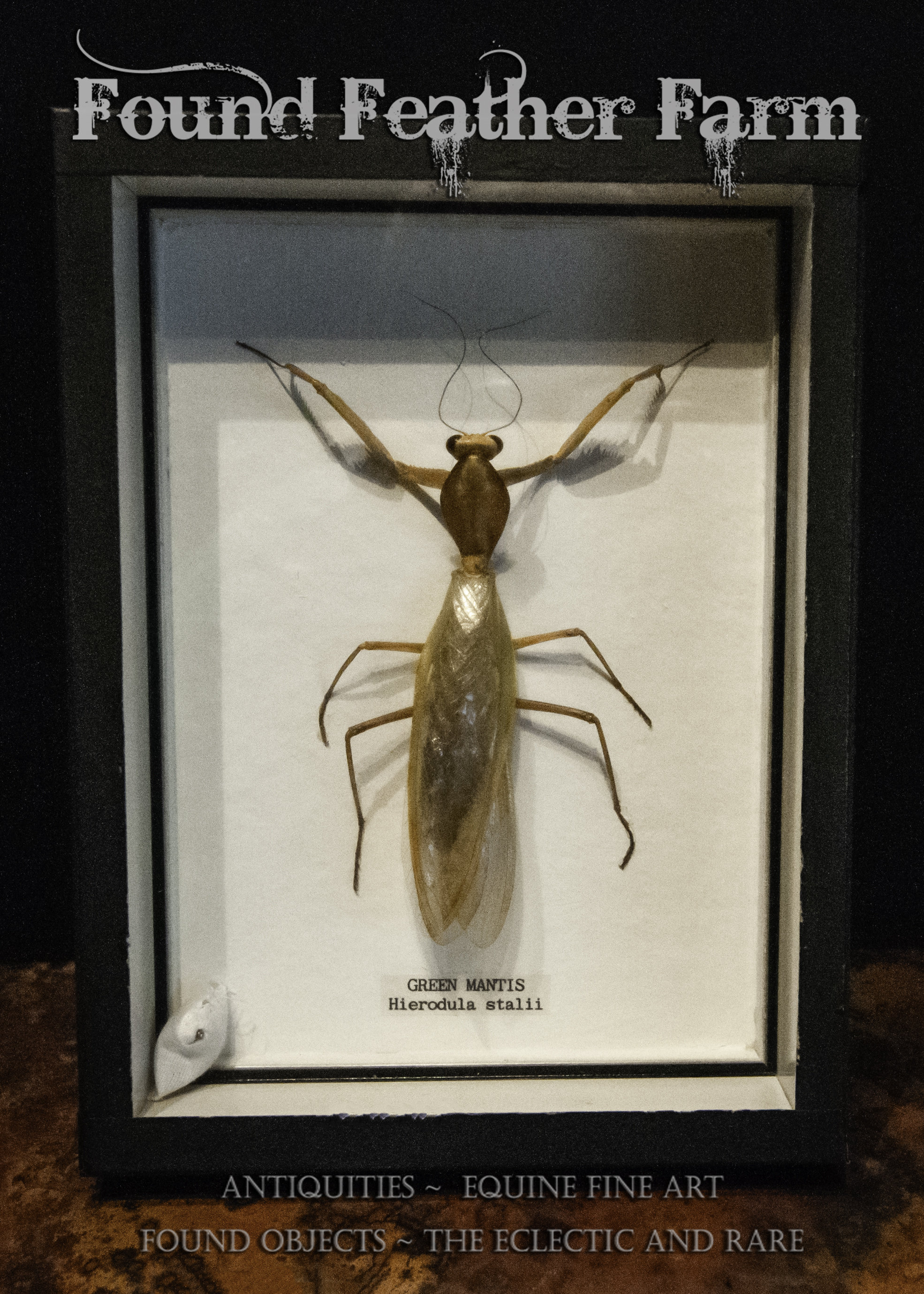 Beautiful Vintage Insect Mount in Black Shadowbox Frame
