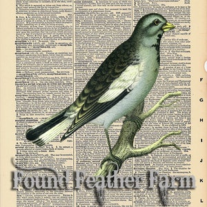 Vintage Antique Dictionary Page with Antique Print &quot;Blue Bird&quot;