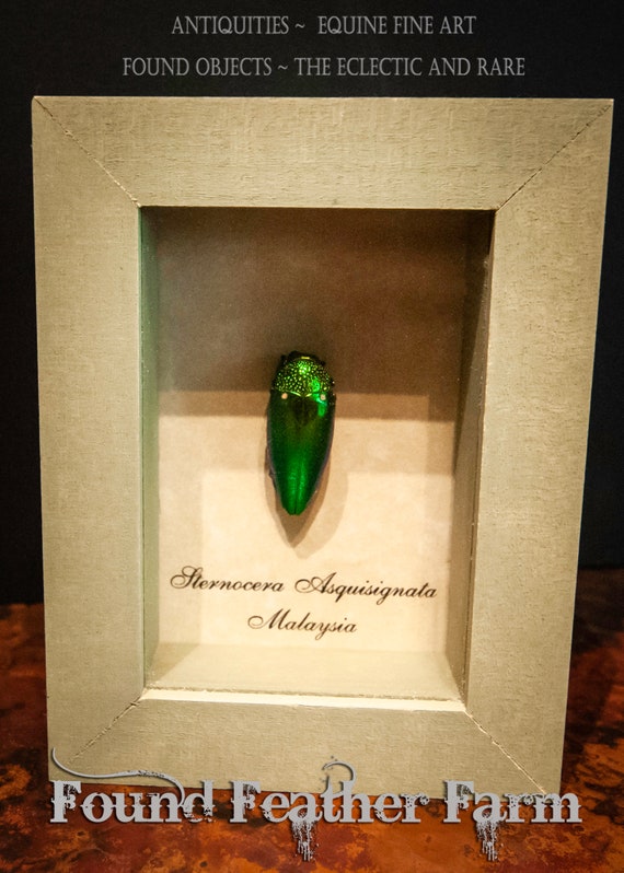 Vintage Framed Bullet Beetle with Sage Green Wooden Shadow Box Frame