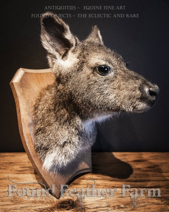 Rare Vintage Taxidermy of an Australian Wallaby