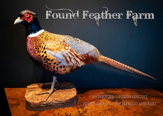 Stunning Ring Neck Pheasant Taxidermy Mounted on Pine Wood ~ Perfection