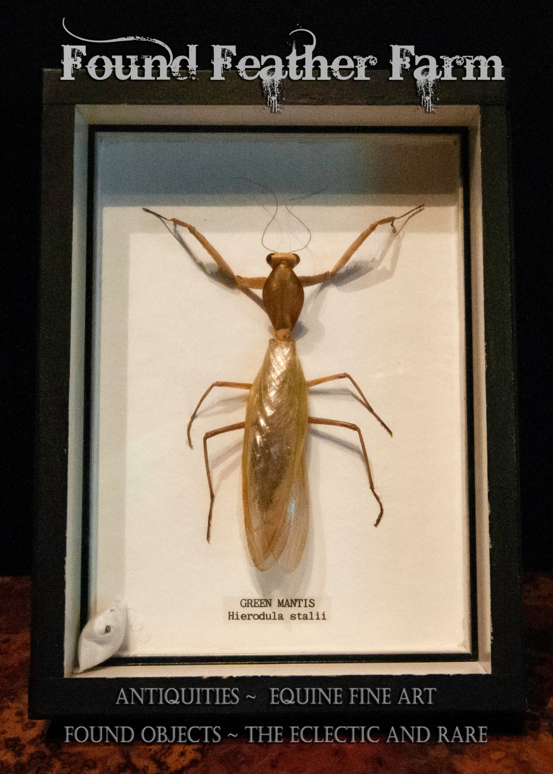 Beautiful Vintage Insect Mount in Black Shadowbox Frame