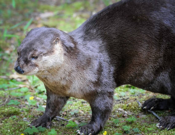 North American River Otter Taxidermy Mount