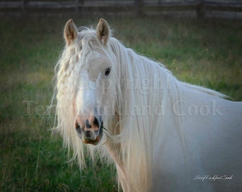 Innocence ~ Copyrighted Photograph by Terry Kirkland Cook