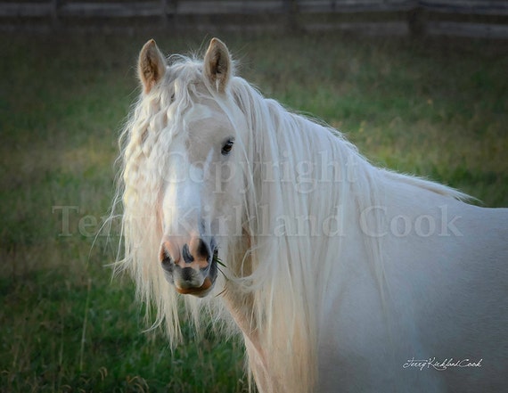 Innocence ~ Copyrighted Photograph by Terry Kirkland Cook