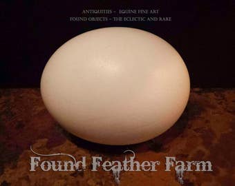 Natural Extra Large African Ostrich Egg