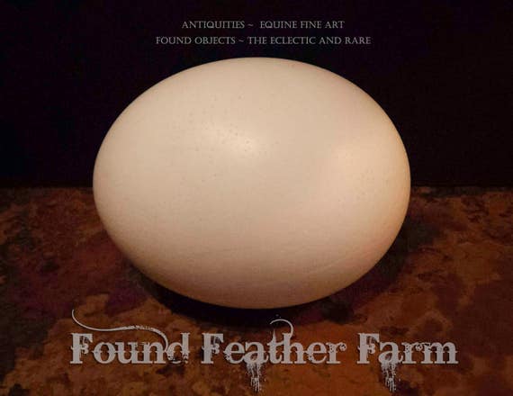 Natural Extra Large African Ostrich Egg