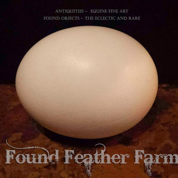 Natural Extra Large African Ostrich Egg