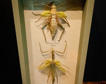 Vintage Pair of Specimen Stick Insects Framed in a Moss Green Shadowbox Frame