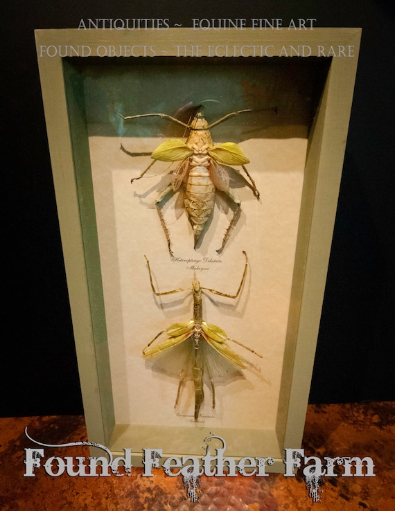 Fancy Pants Stick Insect Shadowbox