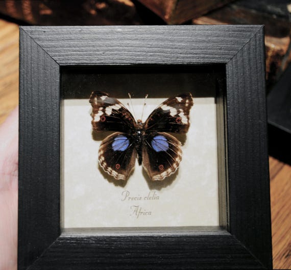 Preserved Framed Precis Clelia "African Purple Spot" Butterfly Specimen from Africa