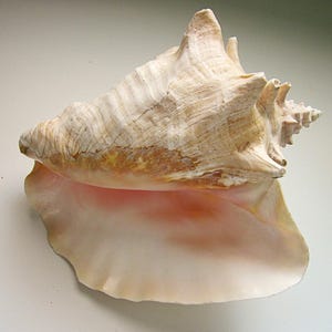 Große Königin-Muschelmuschel 20 cm