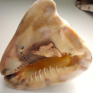 Capacete antigo de 9 polegadas com boca de touro e concha