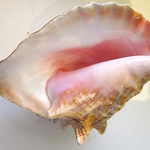Pode incluir: Uma grande concha, predominantemente branca com um interior rosa pálido. As bordas da concha exibem uma cor marrom dourado quente e uma superfície natural texturizada. Um tesouro natural do oceano.