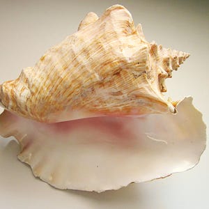 Große Queen Conch Sea Shell mit Schlitz zurück, 23 cm