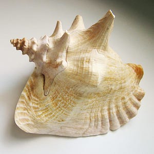 May include: A large, beige conch shell with a spiral tip and textured surface. The shell has multiple spires and ridges, with a natural, organic appearance. The colors range from light cream to a warm brown.
