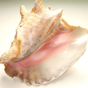 May include: A large conch shell with a natural, textured surface. The shell displays a mix of colours, including beige, pink, and white. The interior of the shell is a soft pink, and the outer edges have a rough, weathered appearance.