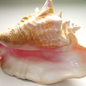 May include: A large conch shell with a spiral form. The shell displays a blend of colours, including beige, brown, and pink. The interior of the shell is a vibrant pink, fading to white near the opening. The shell has a smooth, glossy texture.