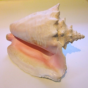 May include: A large queen conch shell featuring a smooth, pale pink interior aperture that transitions into a textured, off-white exterior. The shell has a prominent, spiralled spire with several pointed protrusions and a wide, flared lip.