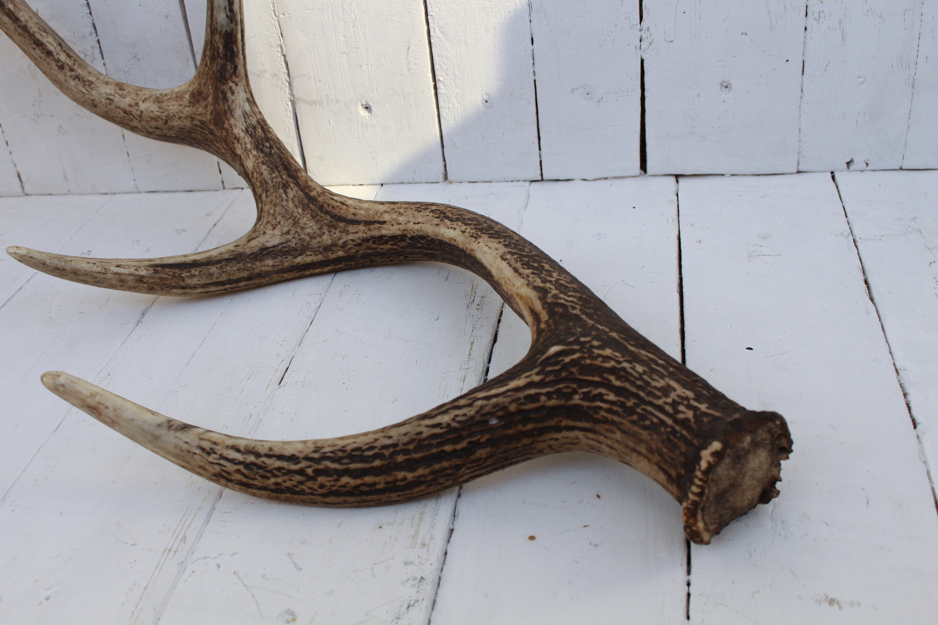 Deer horns Natural deer horn Great horn of a natural deer Etsy Deer horns Natural deer horn Great horn of a natural deer Etsy