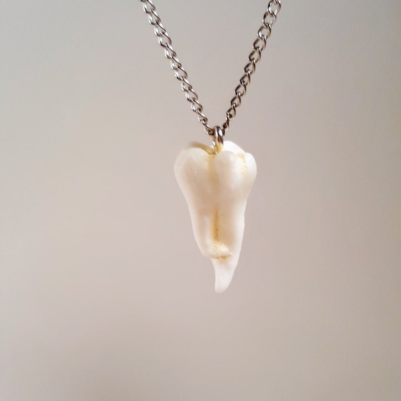 Wisdom tooth necklace