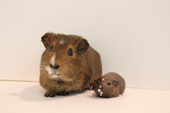 Mini Guinea Pig model | Etsy