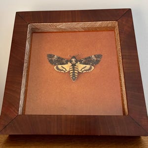 Acherontia / Death&#39;s-Head Hawkmoth The Silence of the Lambs