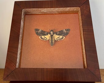 Acherontia / Death's-Head Hawkmoth The Silence of the Lambs