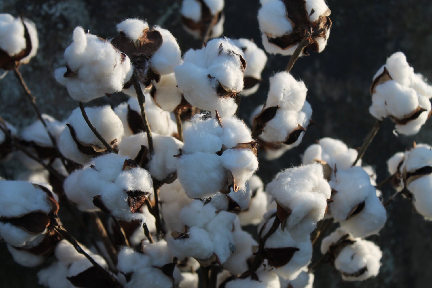 Cotton Stems Set of 520 Cotton Stems Cotton Branches Etsy