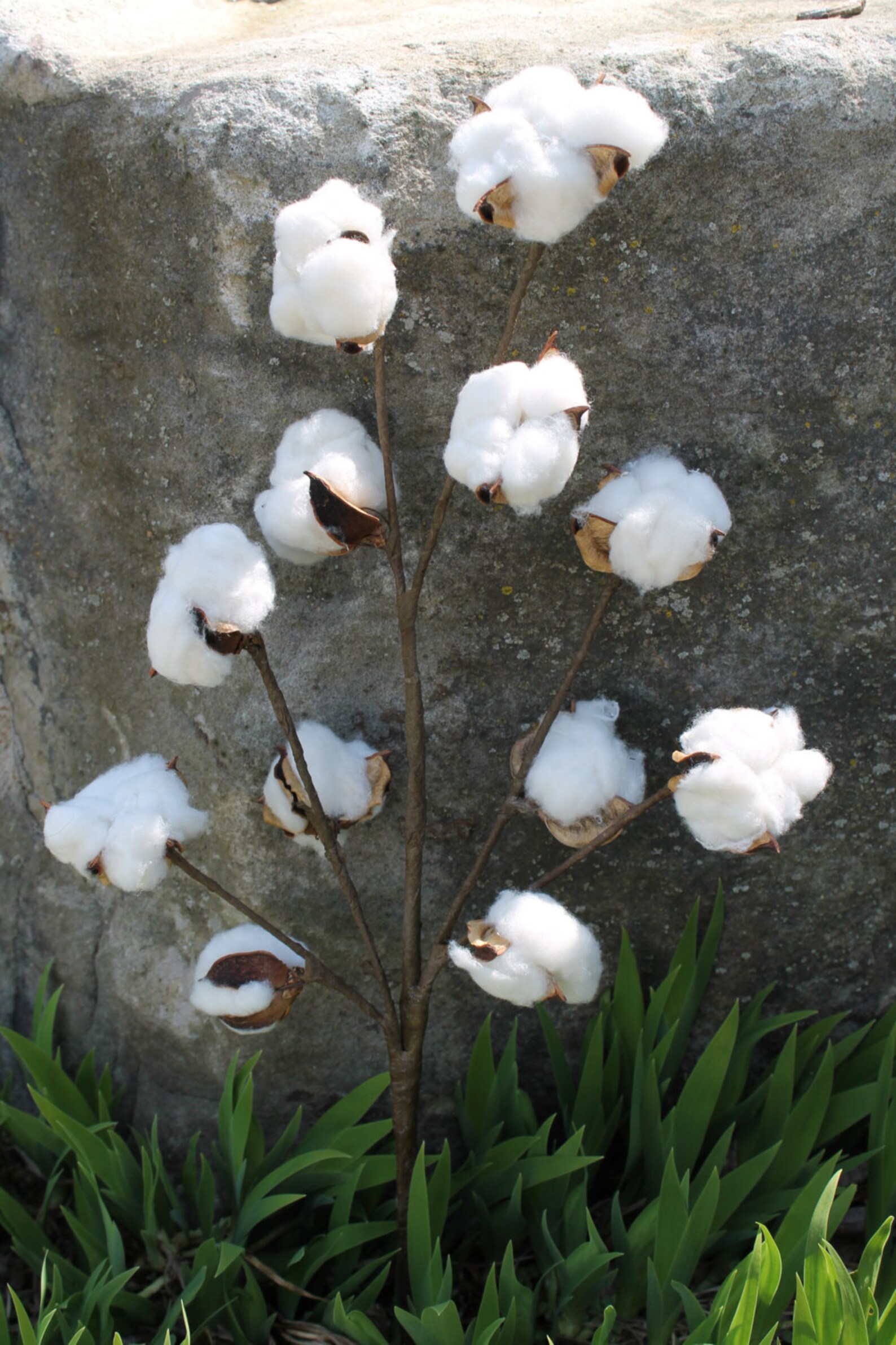 Cotton Boll Stems Set of 320 Cotton Stem Branches Etsy