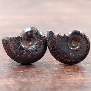 Ammonite Fossil Stud Earrings, Genuine Fossil Earrings, Gift for Him, Rock Hound Gift, Geology Gift, Unisex Earrings, Gift for Dad