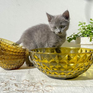 Vintage Amber Glass Dessert Set - 1 Salad Bowl + 5 Matching Bowls - Geometric Patterned Molded Glass - Retro Tableware
