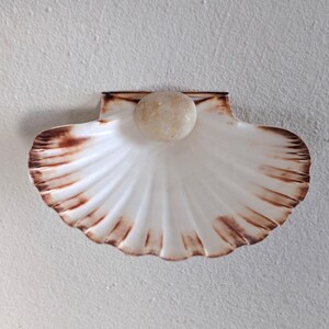 Könnte beinhalten: Eine weiß-braune, muschelförmige Wandleuchte mit einer runden, cremefarbenen Leuchte in der Mitte. Die Muschel hat eine gerippte Textur und einen braunen Rand. Die Leuchte ist an einer strukturierten, cremefarbenen Wand befestigt.