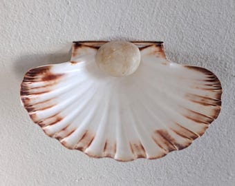 Small Floating Shelf - Scallop Shell Dish - Trinket Bowl - Ring Dish - Small Coastal Shelf - Shell Wall Decor