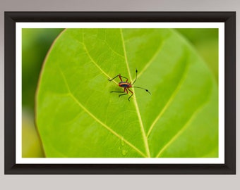 Beachy Bug Life in Tulum, Mexico!