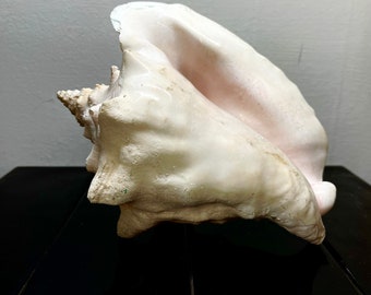 Large Queen Horned Conch Shell