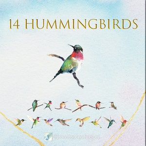 Watercolor hummingbird clipart /  hummingbird art / watercolor clipart / hummingbird print / hummingbird painting / nature clipart