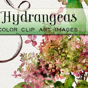 Watercolor clipart, hand painted clipart, hydrangea clipart, boho wedding clipart, fall clipart, watercolor hydrangea, clipart hydrangea