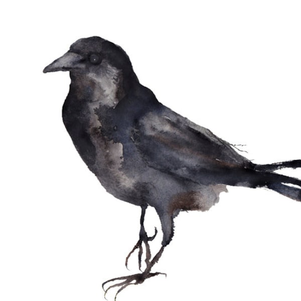 Watercolor clipart, crow clipart, nature clipart, bird clipart, watercolor crow, black bird watercolor, black bird clipart, wildlife clipart