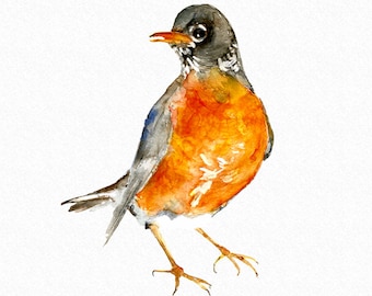 Robin, Watercolor clipart, handpainted clipart, spring clipart, summer clipart, bird clipart, wildlife clipart, birds png clipart