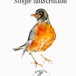 Robin, Watercolor clipart, handpainted clipart, spring clipart, summer clipart, bird clipart, wildlife clipart, birds png clipart