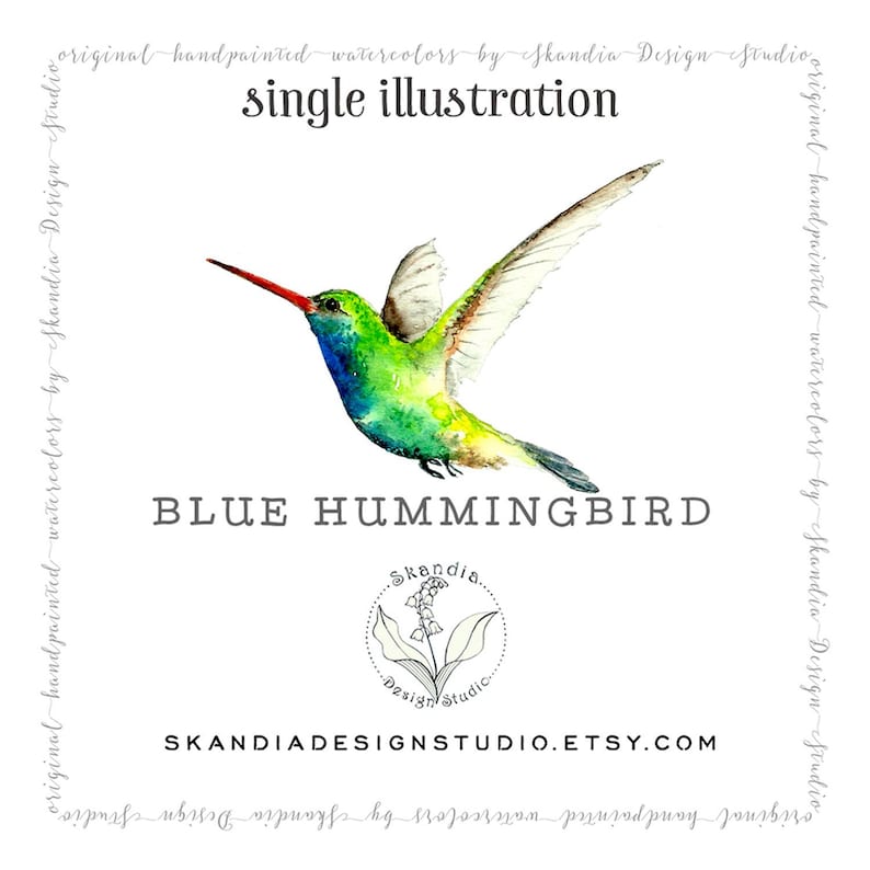 Hummingbird clipart, handpainted clipart, watercolor clipart, bird clipart, garden clipart, hummingbird png, bird png, hummingbird print image 1