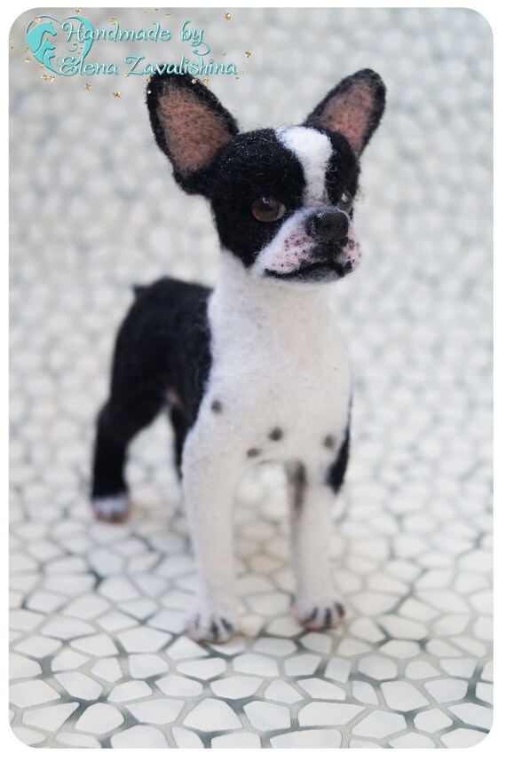 boston terrier teddy