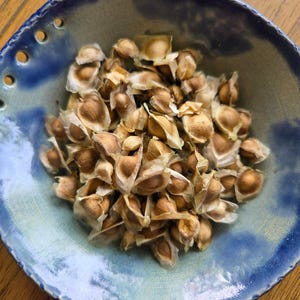 Moringa Seeds Florida - Etsy