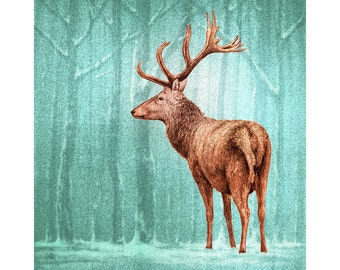 Majestic Stags, Greeting Cards. Original artwork of red deer in woodlands. Pack of 4 different designs. 150mm x 150mm.