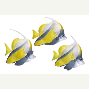 サンゴ魚。エキゾチックな魚のオリジナル水彩画